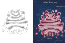 Golgi Apparatus Photoshop rendering