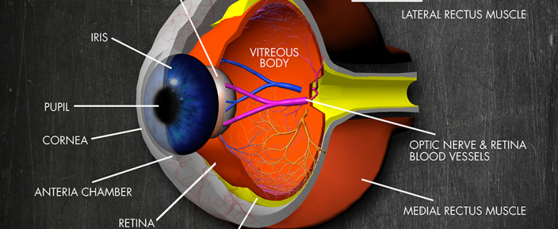 3d human eye cross-section